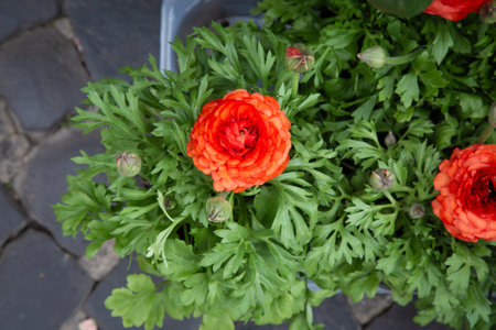 A closeup image of a vibrant red flower with green leavesの写真素材