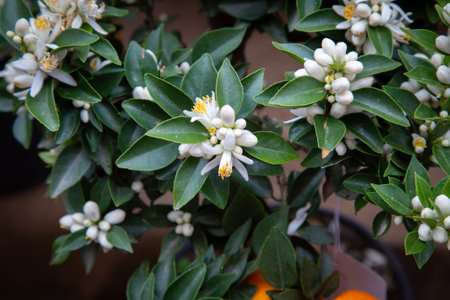 A lovely tree adorned with delicate white flowers and vibrant green leavesの写真素材