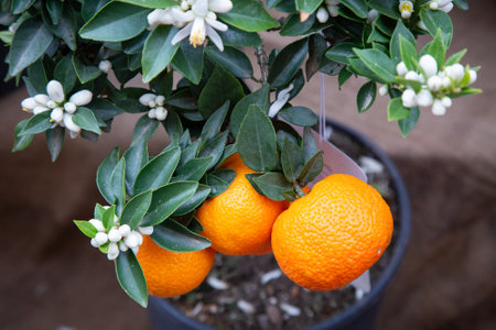 Oranges are growing on a lovely tree that is placed in a potの写真素材