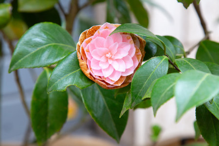 A detailed closeup view of a pink flower growing on a green plantの写真素材