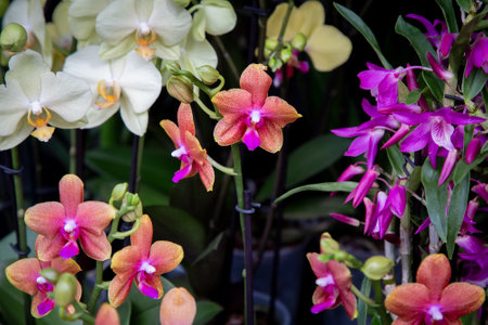 A variety of different colored orchids are growing beautifully in potsの写真素材