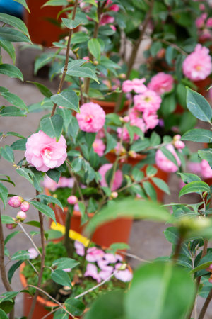 A beautiful bush adorned with stunning pink flowers and vibrant green leavesの写真素材