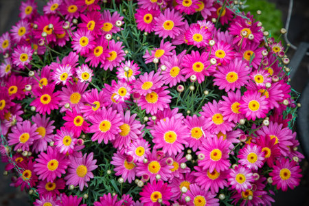 A picturesque collection of vibrant pink flowers featuring bright yellow centersの写真素材