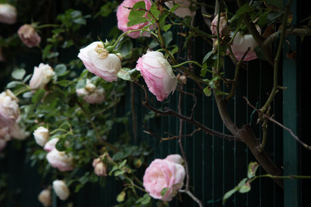 A beautiful bunch of pink and white roses is vividly growing on a treeの写真素材