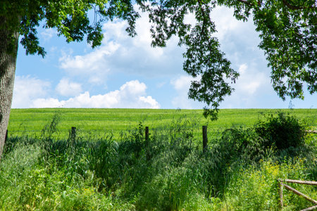 In the foreground, there exists a fence, while a tree stands in the backgroundの写真素材