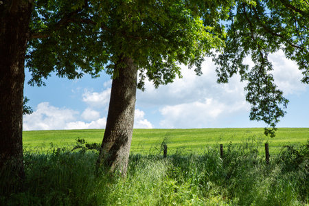 A green field with trees in the foreground and a fence behindの写真素材