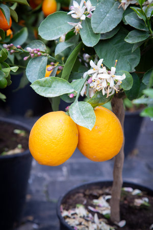Two ripe oranges are currently growing on a lovely tree in a potの写真素材