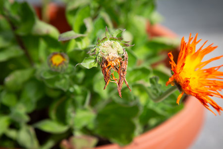 This is a detailed closeup view of a vibrant orange flower planted in a potの写真素材