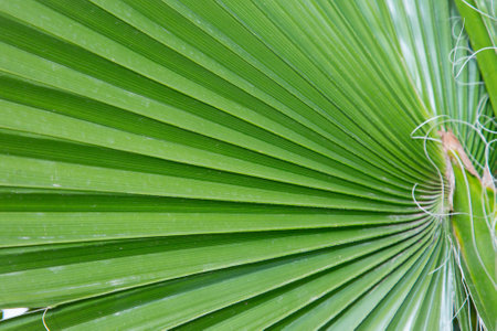 This is a detailed closeup image of a palm tree leaf that resembles a fanの写真素材