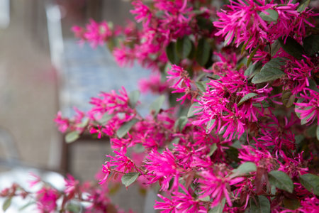 Close up of a bush with pink flowers and lush green leavesの写真素材