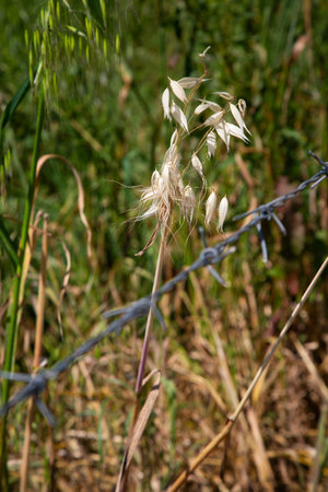 A barbed wire fence encircles a vast field filled with tall grassの写真素材