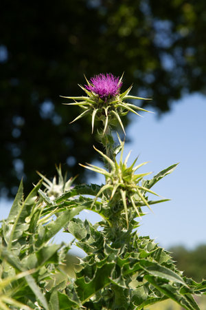 A thistle plant with distinctive purple flowers and green leavesの写真素材