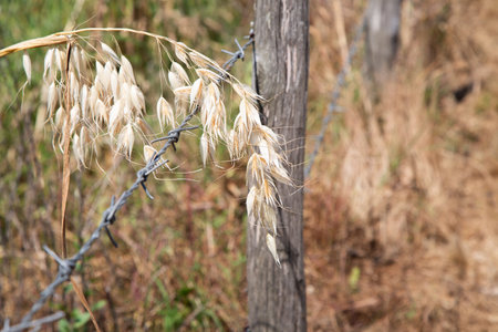 In the foreground, there is a plant next to a barbed wire fenceの写真素材