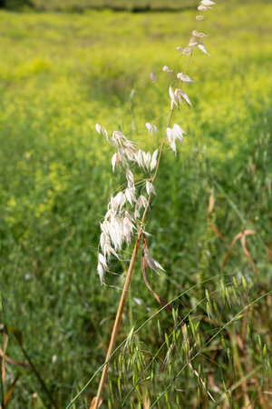 In a vast field, a beautiful plant with delicate white flowers grows