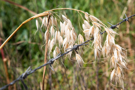 A barbed wire fence has a plant growing vigorously on itの写真素材
