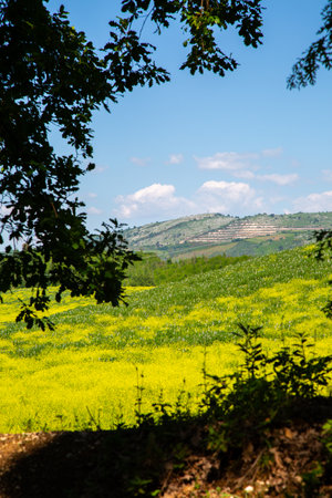 A field of vibrant yellow flowers with majestic mountains behindの写真素材