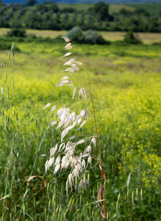 A wide field of tall grass swaying gently with trees in the backgroundの写真素材