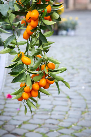 A small orange tree that is abundant with many oranges growing on itの写真素材