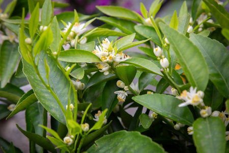Close up of a beautiful plant with white flowers and green leavesの写真素材