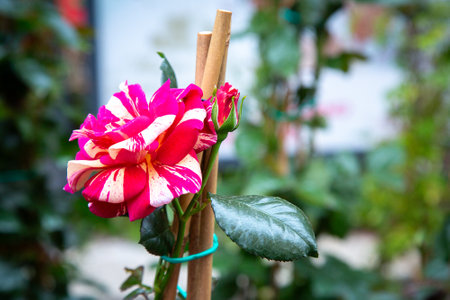 A pink and white striped rose is tied to a wooden pole in the gardenの写真素材