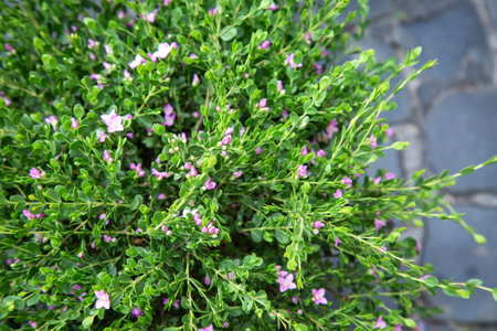 A bush with purple flowers and green leaves sits on a sidewalkの写真素材