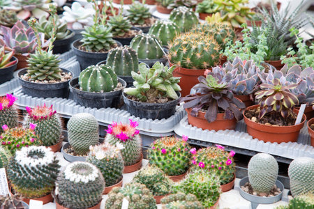 A collection of potted cactus plants is sitting decoratively on a tableの写真素材