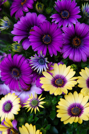 A vibrant garden with various purple and yellow flower arrangementsの写真素材