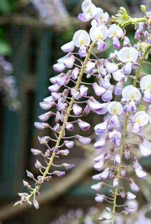 A detailed close up of a beautiful plant featuring purple and white flowersの写真素材