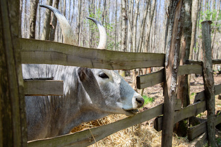 A cow with long horns is sticking its head through a fenceの写真素材