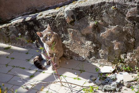 A small cat rests peacefully on a brick sidewalk by a stone wallの写真素材