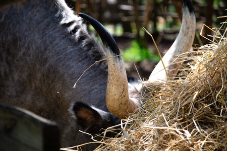 A detailed close up of a cow munching on hay from a large pile of hayの写真素材