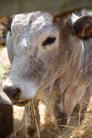 A detailed close up of a cow that is eating hay while in a penの写真素材