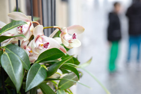 Blurry image of people walking on a street with flowers foregroundの写真素材
