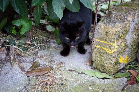 A black cat is eating something off the groundの写真素材
