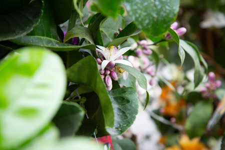 Closeup of a vibrant plant with beautiful flowers and green leavesの写真素材