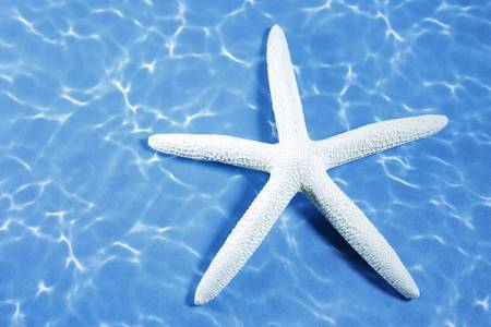 Sea Star shell on a background of waterの写真素材