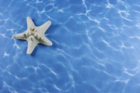 Sea shell isolated on a water backgroundの写真素材