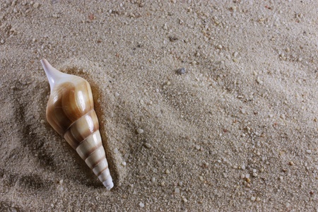 Sea shell isolated on a bed of sandの写真素材