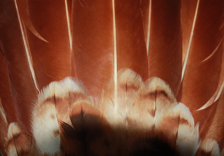 Hawk feathers to be used as a backgroundの写真素材
