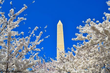 The Washington Monument rises above the Cherry Blossoms in Washington, DCのeditorial素材