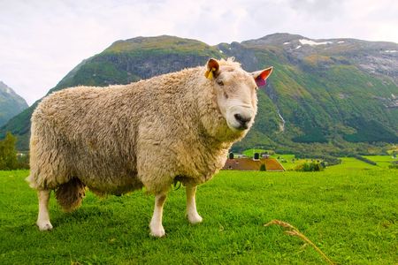 Sheep on the field with grass in mountains.の写真素材