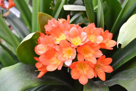 Clivia miniata a beautiful orange flowerの写真素材
