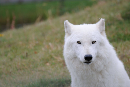 A closeup landscape shot of an Arctic Wolf staring towards the camera.