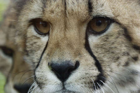 An extreme closeup of a young cheetahs face.の写真素材