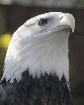 Closeup portrait of a Bald Eagle.の写真素材