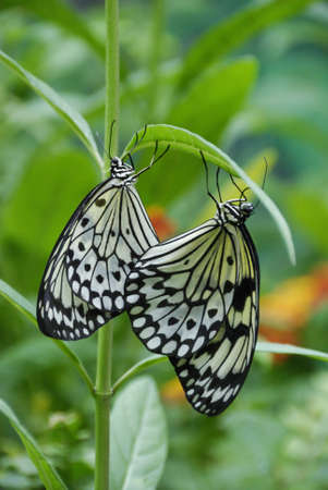 Two Rice Paper Butterflies hanging from a leaf.の写真素材