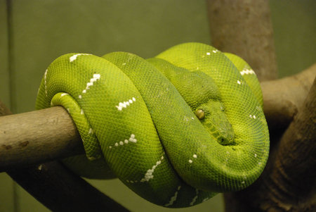 Coiled Emerald Tree Boa on a branch.