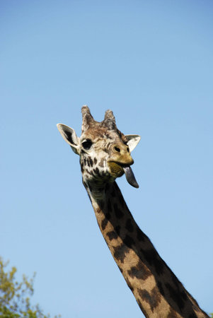 Giraffe sticking his tongue out against a clear blue sky.の写真素材