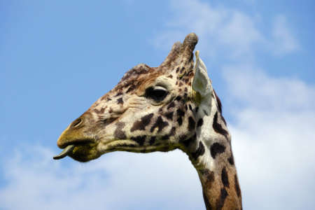 Giraffe sticking his tongue out against a blue sky.の写真素材