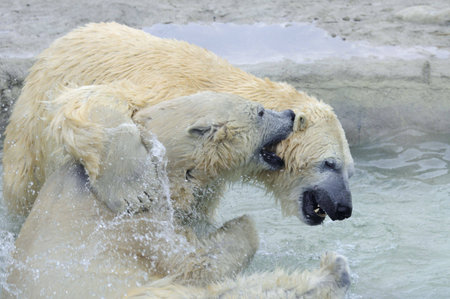 A male and female Polar Bear playing in the water.の写真素材